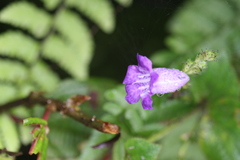 Pteracanthus urticifolius